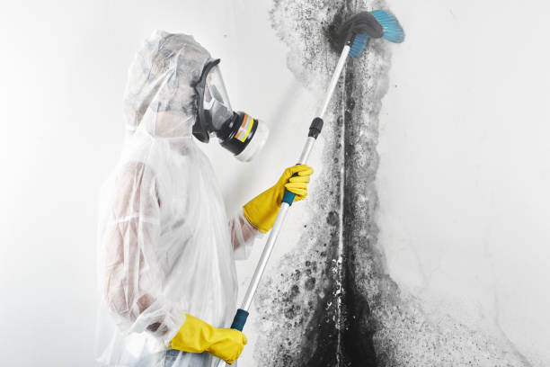 Best Mold Removal for HVAC Installations  in East Merrimack, NH