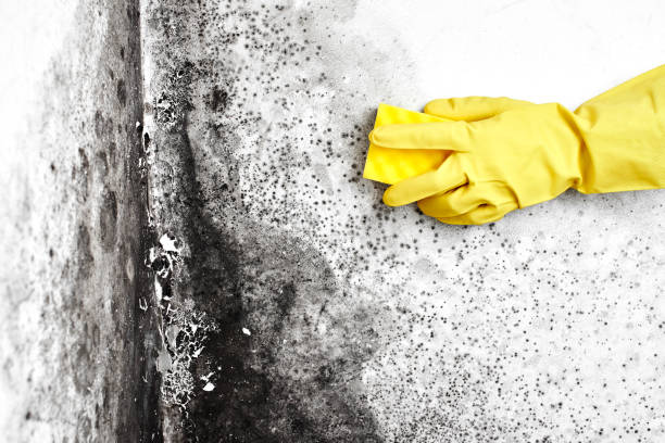 Biohazard Mold Removal in East Merrimack, NH